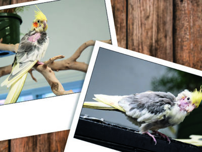 Two Polaroid-type photographs of two cockatiels placed on a wood paneling background. Skeletor and Kojak came to MAARS when their caretaker became ill.