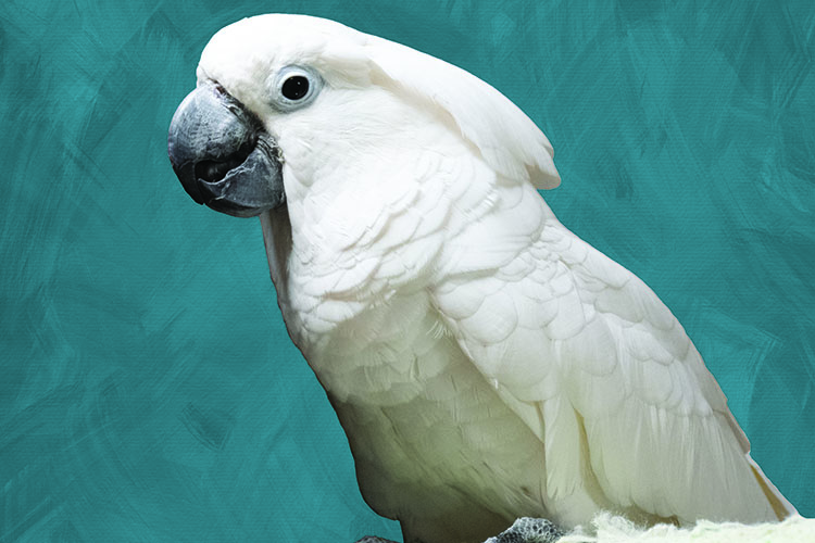 A close up of an Umbrella Cockatoo. Winston came to MAARS when another organization had too many challenges with him.