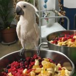 An Umbrella Cockatoo perched on the side of a stainless bowl filled with a large variety of cut up fruit. Winston came to MAARS from another rescue organization.
