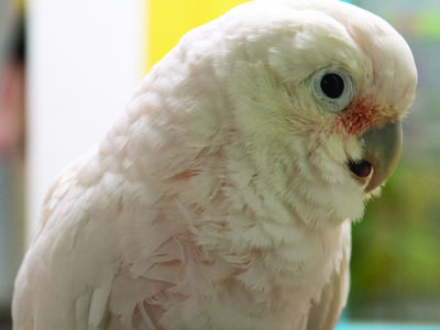 Close-up of a Goffin's Cockatoo