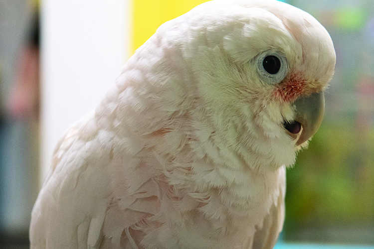 Close-up of a Goffin's Cockatoo