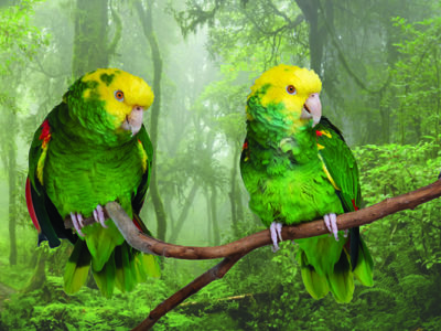 Two Double Yellow-Headed Amazons, sitting on a tree branch in front of a photo backdrop of a plush green forest.