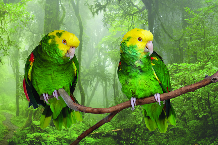Two Double Yellow-Headed Amazons, sitting on a tree branch in front of a photo backdrop of a plush green forest.