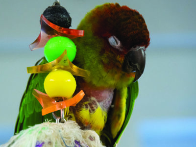 NanSun Conure, perched next to a bead toy, sleeping.
