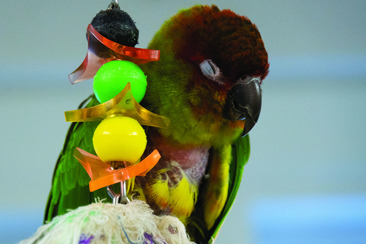 NanSun Conure, perched next to a bead toy, sleeping.