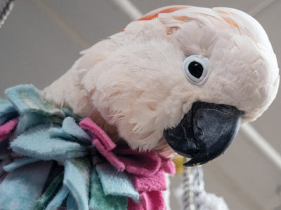 A close-up of a Moluccan Cockatoo's head and chest, with the chest covered by a fleece vest.