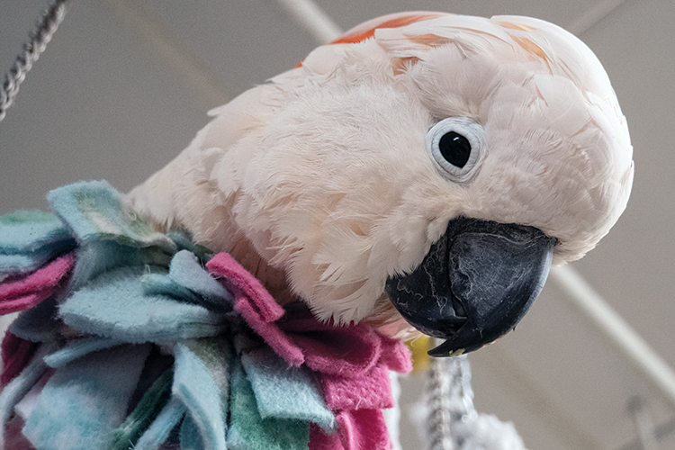 A close-up of a Moluccan Cockatoo's head and chest, with the chest covered by a fleece vest.