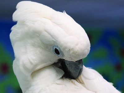 Close-up of an Umbrella Cockatoo, preening his back