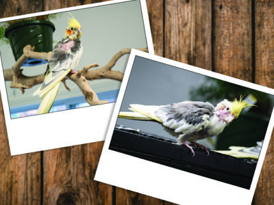 Two Polaroid-style photos of cockatiels on a wood paneling background.