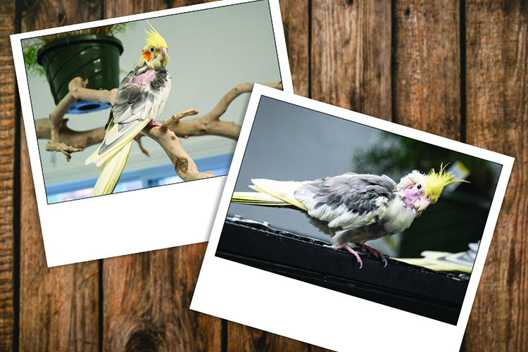 Two Polaroid-style photos of cockatiels on a wood paneling background.