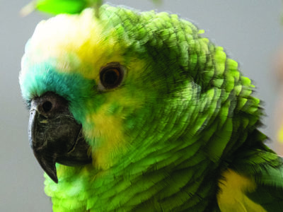 Close up of a Blue-Fronted Amazon, showing the head and part of the shoulders