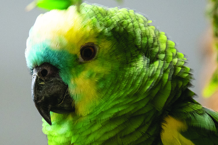 Close up of a Blue-Fronted Amazon, showing the head and part of the shoulders