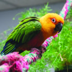 A Jenday Conure perched on a rope perch with a tree in the background