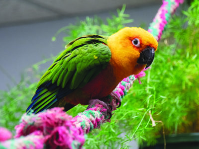 A Jenday Conure perched on a rope perch with a tree in the background
