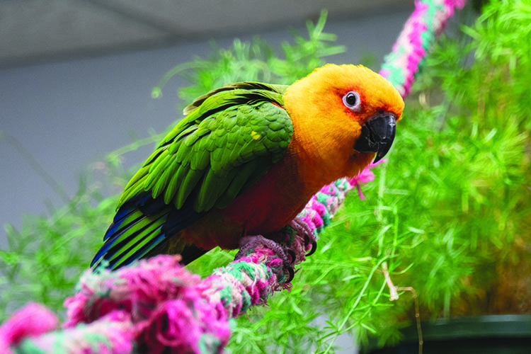 A Jenday Conure perched on a rope perch with a tree in the background