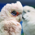 Close-up of a Bare-Eyed Cockatoo with a blurred Umbrella Cockatoo in the background