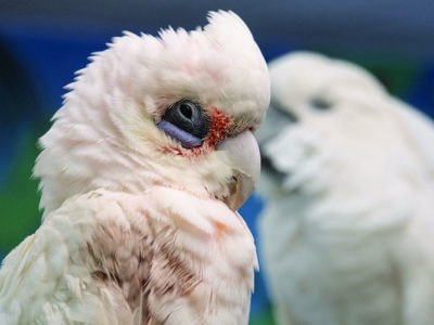 Close-up of a Bare-Eyed Cockatoo with a blurred Umbrella Cockatoo in the background
