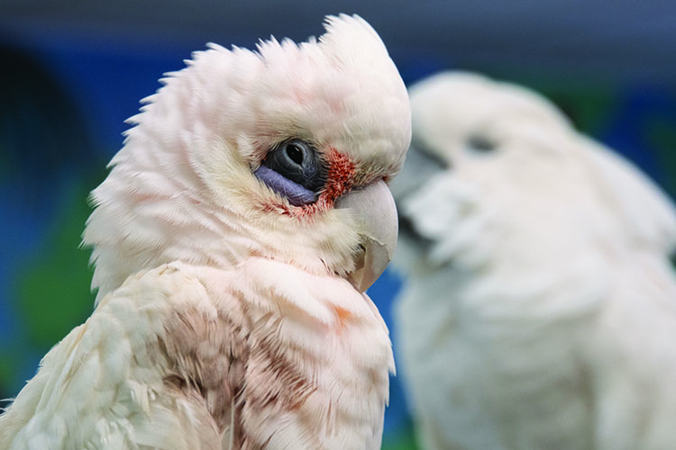Close-up of a Bare-Eyed Cockatoo with a blurred Umbrella Cockatoo in the background