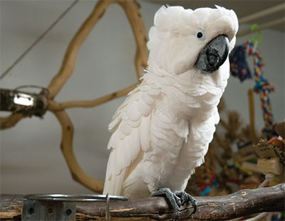 An Umbrella Cockatoo on a wood perch with several perches and toys in the background