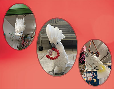 3 photos of an Umbrella Cockatoo in oval frames, 1 hanging upside-down from a door frame, 1 walking towards the camera with a red toy, and the 3rd hanging by a foot from a triangle rope swing