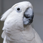 A close-up head-shot of an Umbrella Cockatoo