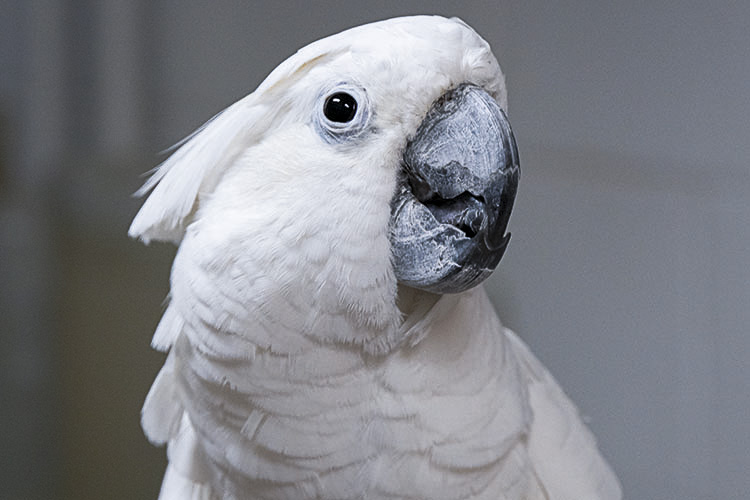 A close-up head-shot of an Umbrella Cockatoo