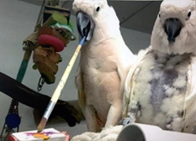 Two Moluccan Cockatoos on a PVC perch, one of them painting on a canvas by holding the paint brush in his beak