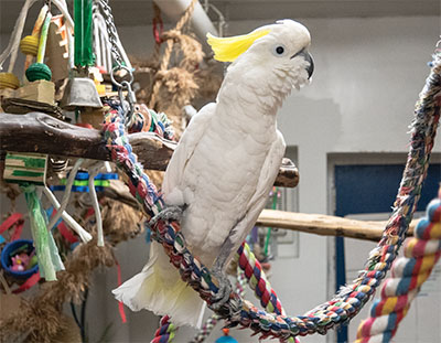 An Eleanora Cockatoo on a rope perch with several perches and toys in the background