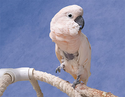 A Moluccan Cockatoo standing on a wood perch, looking directly at the camera