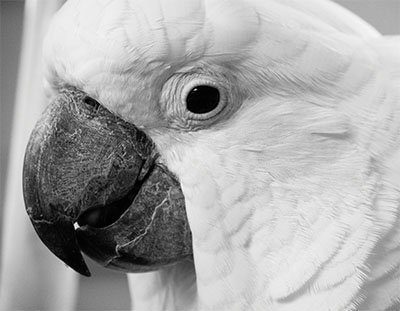 A black and white extreme close-up of an Umbrella Cockatoo, showing just the head, the eye looking directly at the camera
