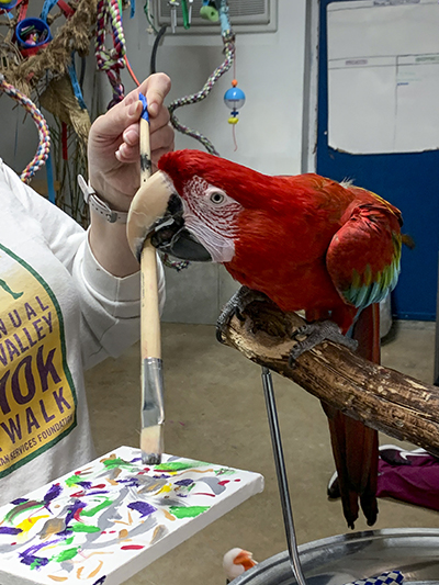 Apollo, Green-Winged Macaw, creating an abstract painting using his beak to hold the brush