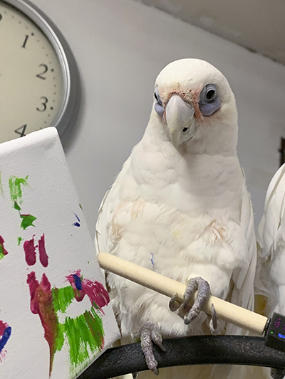 Bogie, Bare-Eyed Cockatoo, holding a painting sponge next to an abstract painting she created
