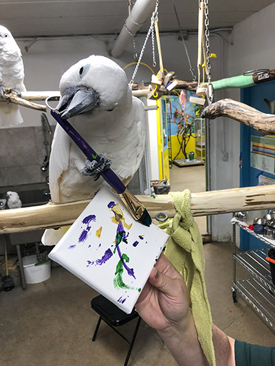 Bongo Bob, Umbrella Cockatoo, creating an abstract painting using his beak and a foot to hold the brush