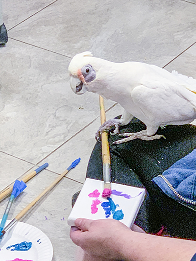 A bare-eyed cockatoo perched on a person's leg, the cockatoo holding a paint brush in a foot while creating an abstract painting on canvas