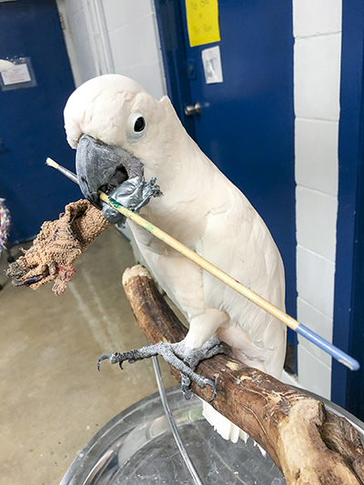 Harry, Moluccan Cockatoo, holding a broken paint brush in his beak
