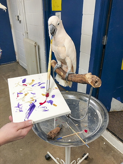 Harry, Moluccan Cockatoo, creating an abstract painting using his beak to hold the brush