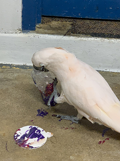 Harry, Moluccan Cockatoo, creating an abstract painting using his beak to hold a water bottle he used as a "brush"