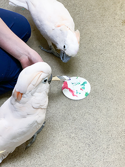 Two Moluccan Cockatoos, Miranda and Harry, on the floor, Miranda being handed a paint brush in his beak to continue to paint on a round wooden ornament