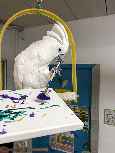 Sputnik, Umbrella Cockatoo, creating an abstract painting using his foot to hold the brush