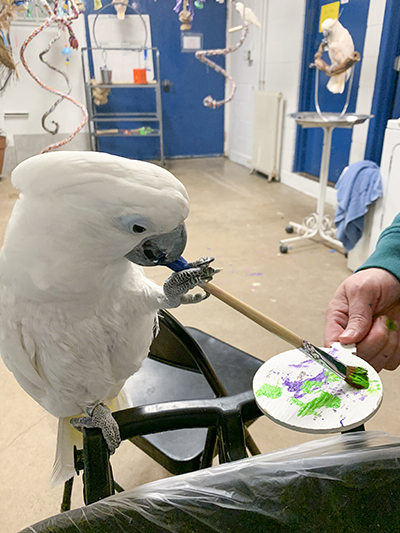 Sputnik, Umbrella Cockatoo, creating an abstract painting using his beak and foot to hold the brush