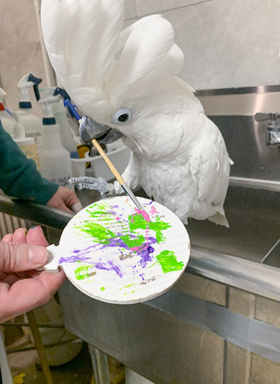 Sputnik, Umbrella Cockatoo, creating an abstract painting using his beak to hold the brush