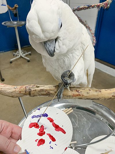 Sputnik, Umbrella Cockatoo, standing on a perch stand, holding a stick in his foot using it to paint on a wooden ornament