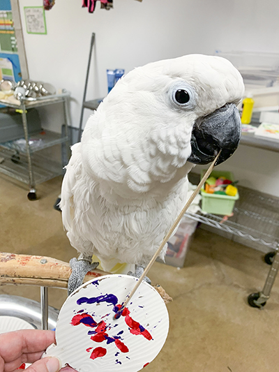 Sputnik, Umbrella Cockatoo, standing on a perch stand, holding a stick in his beak using it to paint on a wooden ornament