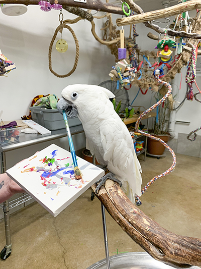 Winston, Umbrella Cockatoo, standing on a perch stand, holding a paint brush in his beak using it to paint on a canvas