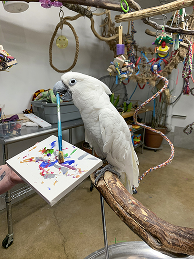 Winston, Umbrella Cockatoo, standing on a perch stand, holding a paint brush in his beak using it to paint on a canvas