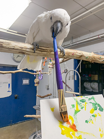 Winston, Umbrella Cockatoo, creating an abstract painting using his beak to hold the brush