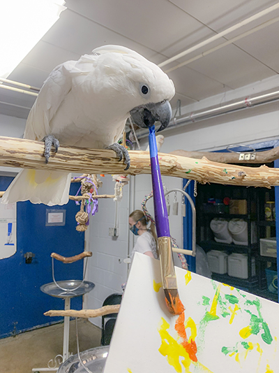 Winston, Umbrella Cockatoo, creating an abstract painting using his beak to hold the brush