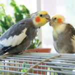 A normal grey cockatiel facing a pied cockatiel and preening his head while sitting on top of a cage in front of a green plant and a window.