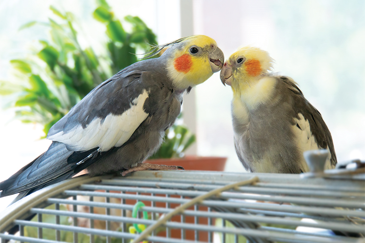 A normal grey cockatiel facing a pied cockatiel and preening his head while sitting on top of a cage in front of a green plant and a window.