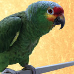 Davey, Red-Lored Amazon, sitting on a perch looking directly at the camera